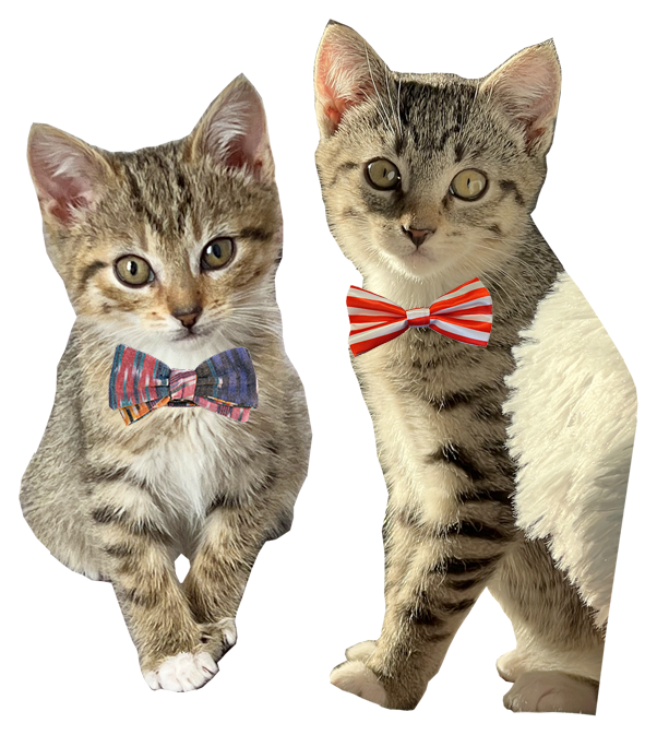 bowtie boys